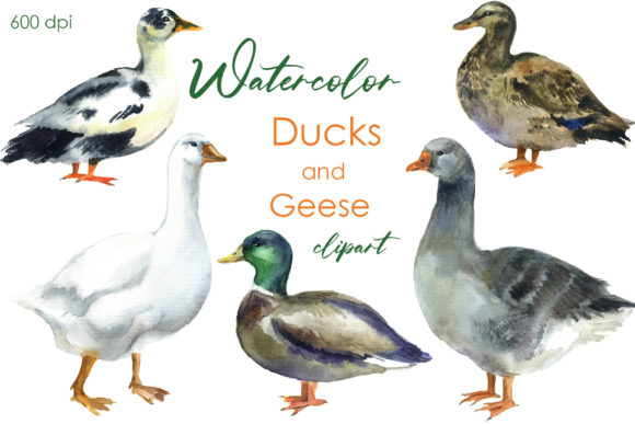 Charming Farmyard Art: Duck and Goose Watercolor Clipart