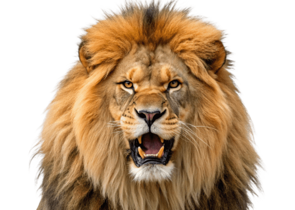 Unleash Your Creativity with a Stunning PNG Male Lion Graphic